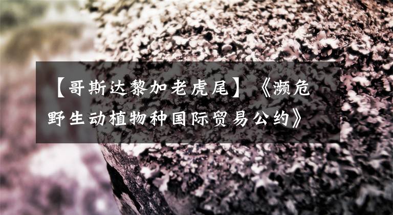 【哥斯达黎加老虎尾】《濒危野生动植物种国际贸易公约》附录一猫科动物图鉴