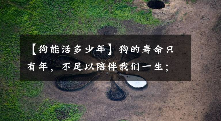 【狗能活多少年】狗的寿命只有年，不足以陪伴我们一生；但是却比人的情义要长