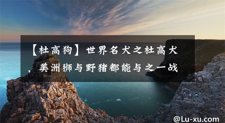 【杜高狗】世界名犬之杜高犬，美洲狮与野猪都能与之一战，比特犬又有何惧？