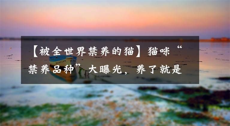 【被全世界禁养的猫】猫咪“禁养品种”大曝光，养了就是违法