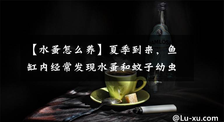 【水蚤怎么养】夏季到来，鱼缸内经常发现水蚤和蚊子幼虫，观赏鱼不吃怎么办？