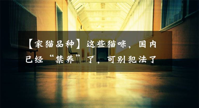 【家猫品种】这些猫咪，国内已经“禁养”了，可别犯法了