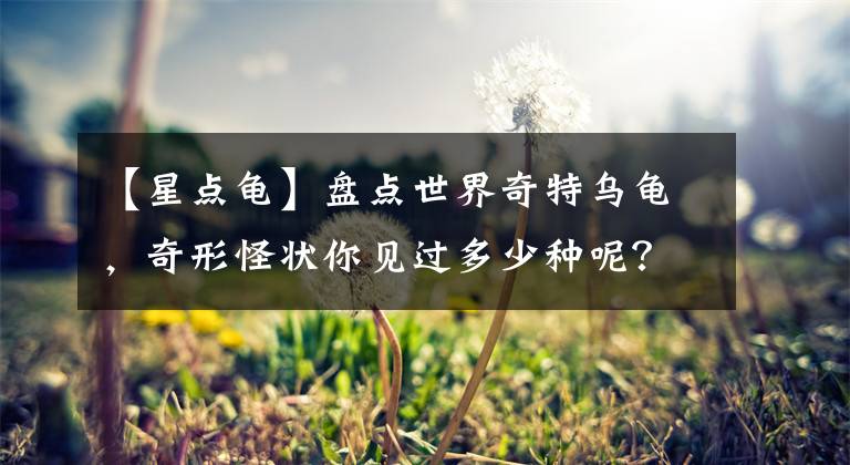 【星点龟】盘点世界奇特乌龟，奇形怪状你见过多少种呢？