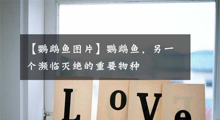 【鹦鹉鱼图片】鹦鹉鱼，另一个濒临灭绝的重要物种