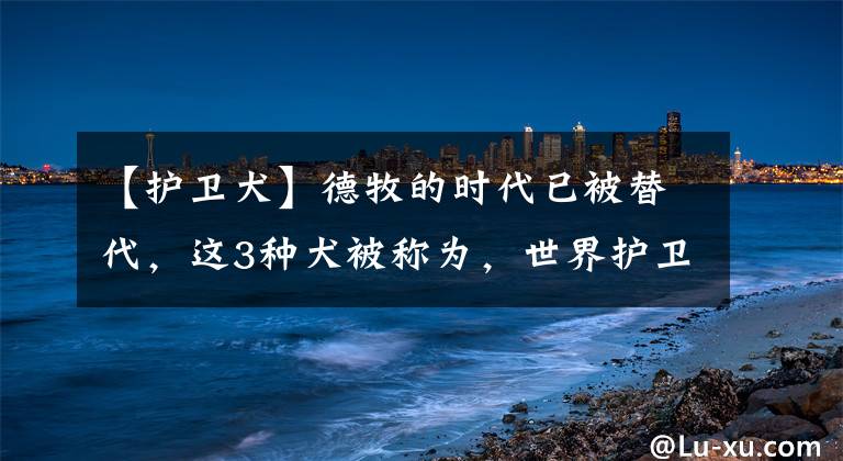 【护卫犬】德牧的时代已被替代，这3种犬被称为，世界护卫犬中的三部曲