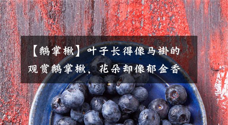 【鹅掌楸】叶子长得像马褂的观赏鹅掌楸，花朵却像郁金香