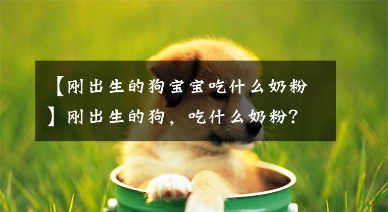 【刚出生的狗宝宝吃什么奶粉】刚出生的狗，吃什么奶粉？