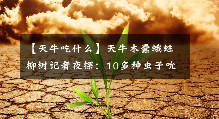 【天牛吃什么】天牛木蠹蛾蛀柳树记者夜探：10多种虫子吮吸"伤口"