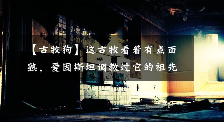 【古牧狗】这古牧看着有点面熟，爱因斯坦调教过它的祖先？
