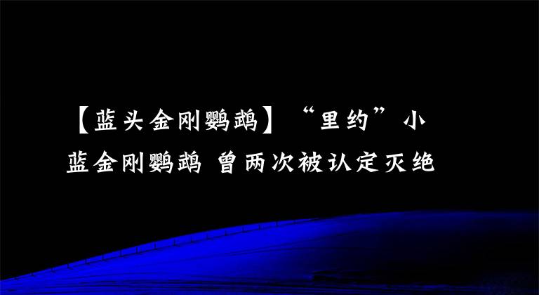 【蓝头金刚鹦鹉】“里约”小蓝金刚鹦鹉 曾两次被认定灭绝
