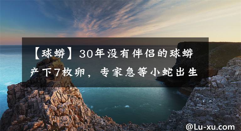 【球蟒】30年没有伴侣的球蟒产下7枚卵，专家急等小蛇出生，宠物主乐了