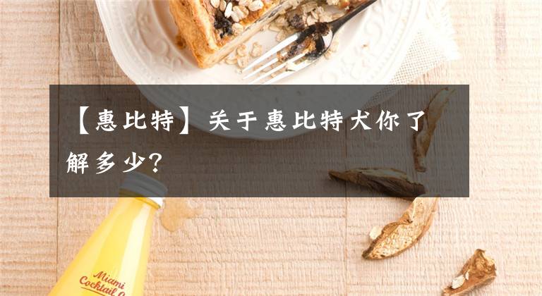 【惠比特】关于惠比特犬你了解多少？