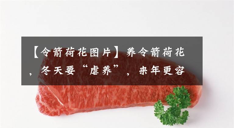 【令箭荷花图片】养令箭荷花，冬天要“虐养”，来年更容易开花