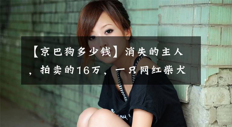【京巴狗多少钱】消失的主人，拍卖的16万，一只网红柴犬被遗弃的半生