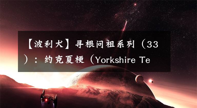 【波利犬】寻根问祖系列（33）：约克夏梗（Yorkshire Terrier）