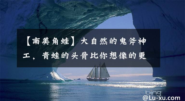 【南美角蛙】大自然的鬼斧神工，青蛙的头骨比你想像的更怪异（更漂亮）