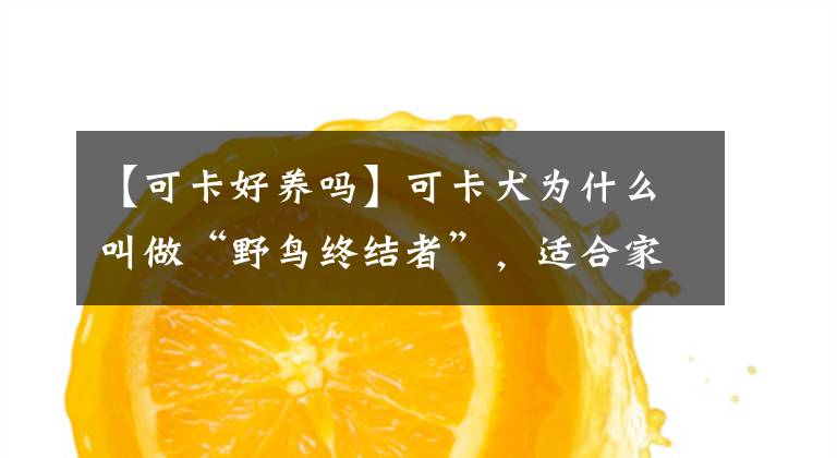 【可卡好养吗】可卡犬为什么叫做“野鸟终结者”，适合家庭饲养吗？