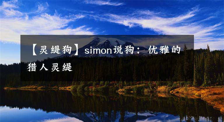 【灵缇狗】simon说狗：优雅的猎人灵缇
