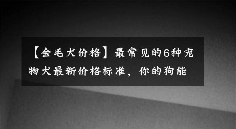 【金毛犬价格】最常见的6种宠物犬最新价格标准，你的狗能够卖多少钱？