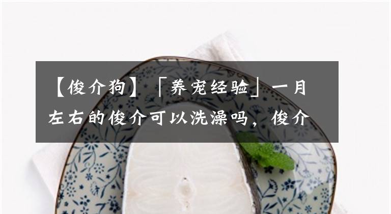 【俊介狗】「养宠经验」一月左右的俊介可以洗澡吗，俊介一个月洗澡会感冒吗