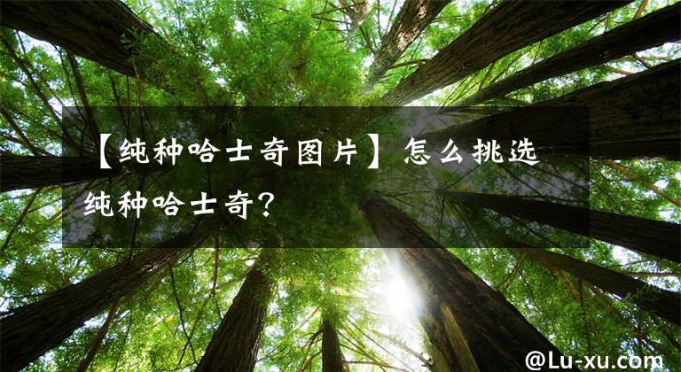【纯种哈士奇图片】怎么挑选纯种哈士奇？