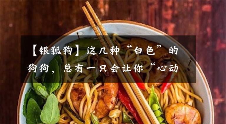 【银狐狗】这几种“白色”的狗狗，总有一只会让你“心动”