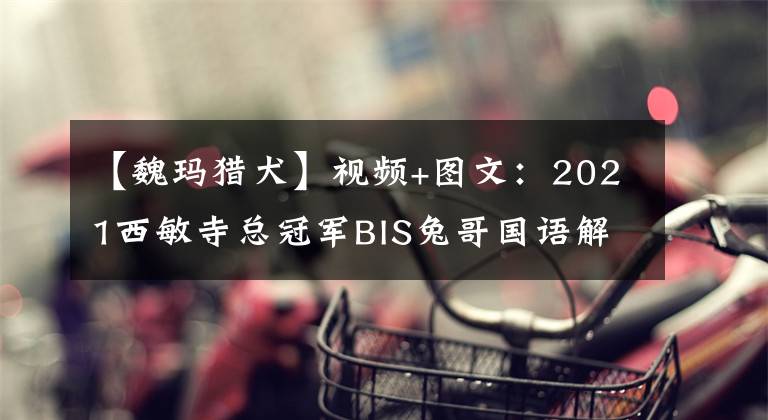 【魏玛猎犬】视频+图文：2021西敏寺总冠军BIS兔哥国语解说版
