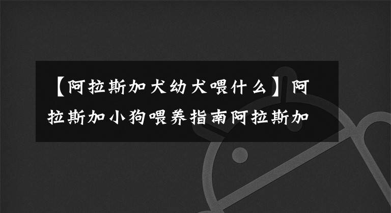 【阿拉斯加犬幼犬喂什么】阿拉斯加小狗喂养指南阿拉斯加应该注意什么？