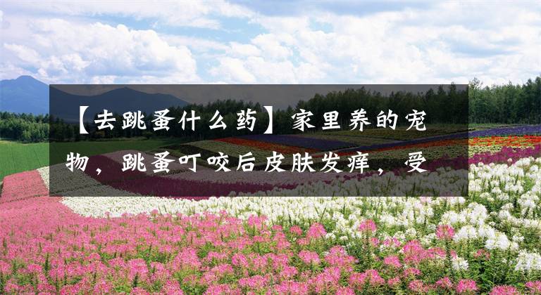 【去跳蚤什么药】家里养的宠物，跳蚤叮咬后皮肤发痒，受不了。看看怎么能杀死跳蚤。(威廉莎士比亚，宠物，宠物，宠物，宠物)