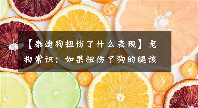 【泰迪狗扭伤了什么表现】宠物常识：如果扭伤了狗的腿该怎么办？