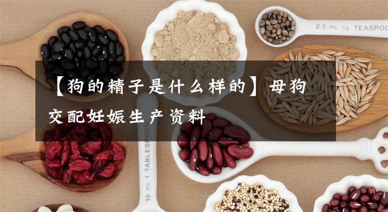 【狗的精子是什么样的】母狗交配妊娠生产资料