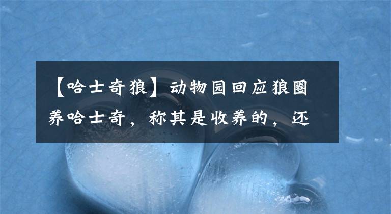 【哈士奇狼】动物园回应狼圈养哈士奇，称其是收养的，还和狼生了个串，网友评论亮了