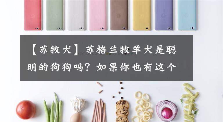 【苏牧犬】苏格兰牧羊犬是聪明的狗狗吗？如果你也有这个疑问...