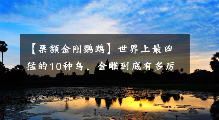 【栗额金刚鹦鹉】世界上最凶猛的10种鸟，金雕到底有多厉害？猎杀野狼轻而易举？
