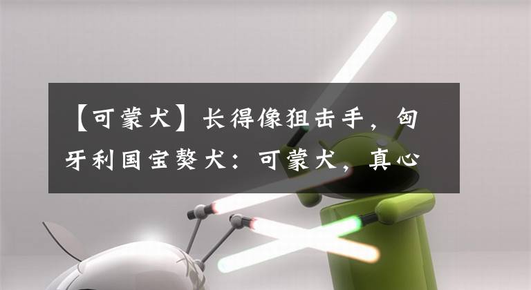 【可蒙犬】长得像狙击手，匈牙利国宝獒犬：可蒙犬，真心太强