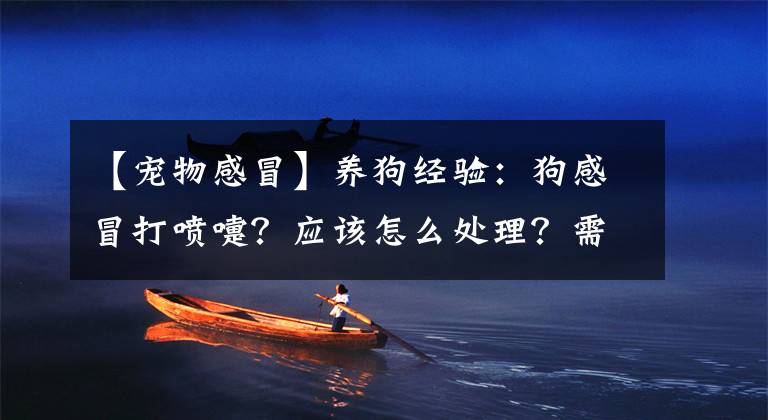 【宠物感冒】养狗经验：狗感冒打喷嚏？应该怎么处理？需要采取的措施参考