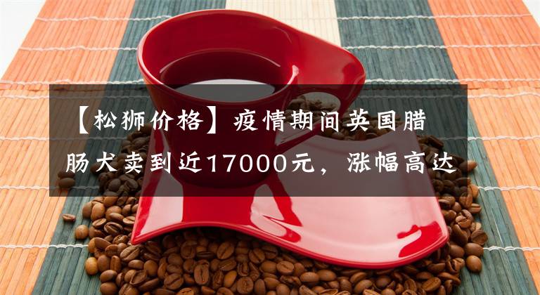 【松狮价格】疫情期间英国腊肠犬卖到近17000元，涨幅高达89%