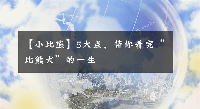 【小比熊】5大点，带你看完“比熊犬”的一生