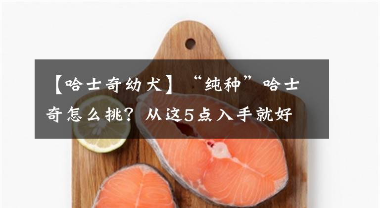 【哈士奇幼犬】“纯种”哈士奇怎么挑？从这5点入手就好