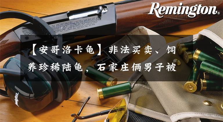 【安哥洛卡龟】非法买卖、饲养珍稀陆龟，石家庄俩男子被刑拘