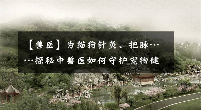 【兽医】为猫狗针灸、把脉……探秘中兽医如何守护宠物健康？