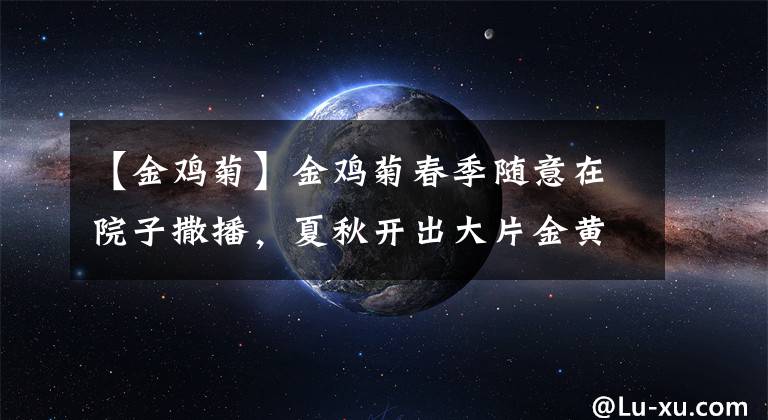 【金鸡菊】金鸡菊春季随意在院子撒播，夏秋开出大片金黄色的花