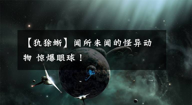 【犰狳蜥】闻所未闻的怪异动物 惊爆眼球！