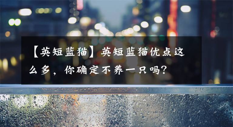 【英短蓝猫】英短蓝猫优点这么多，你确定不养一只吗？
