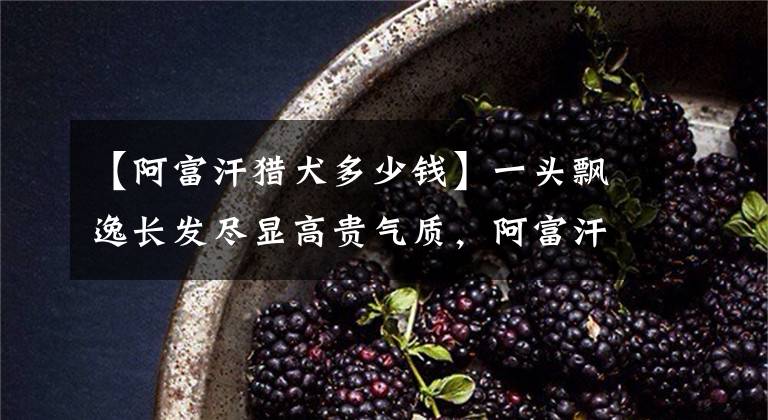 【阿富汗猎犬多少钱】一头飘逸长发尽显高贵气质，阿富汗猎犬可以算是汪星社会名流了