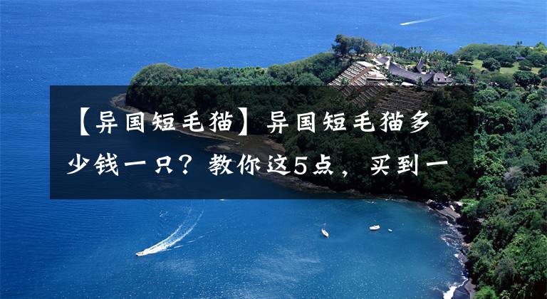 【异国短毛猫】异国短毛猫多少钱一只？教你这5点，买到一只纯种的猫咪