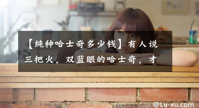 【纯种哈士奇多少钱】有人说三把火，双蓝眼的哈士奇，才是最纯种