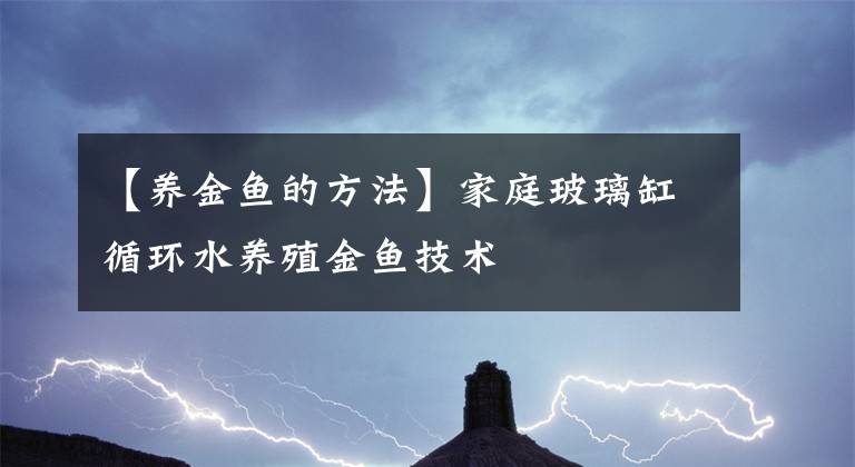 【养金鱼的方法】家庭玻璃缸循环水养殖金鱼技术