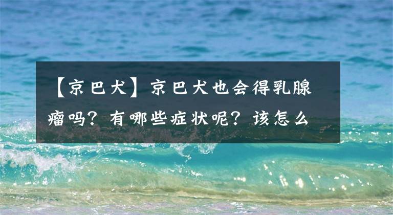 【京巴犬】京巴犬也会得乳腺瘤吗？有哪些症状呢？该怎么办才好呢？