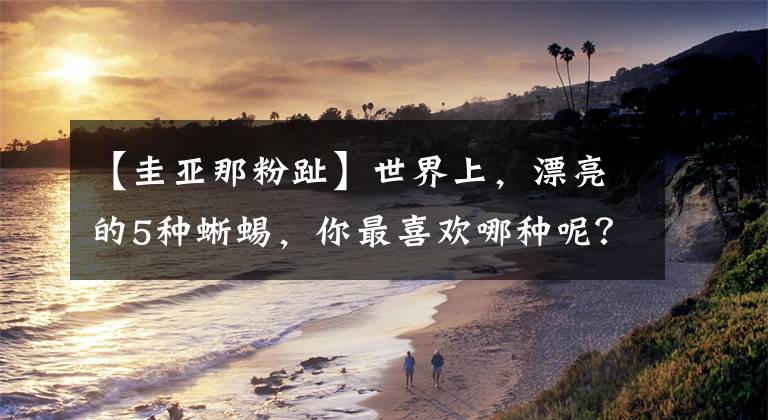 【圭亚那粉趾】世界上，漂亮的5种蜥蜴，你最喜欢哪种呢？